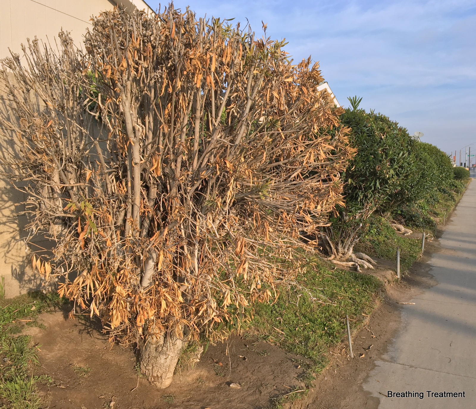 Breathing Treatment Bad pruning I call it nopeiary