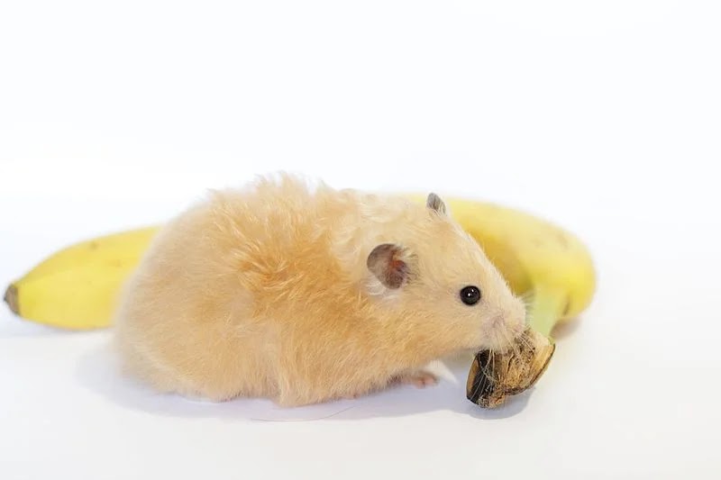 The Best Treat Guide For Hamster Eating Bananas