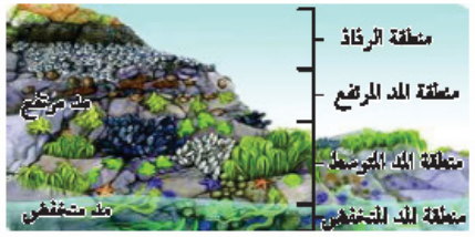 البرك البحر مياه النهر مع والبحيرات ............ الأنهار النظام يتكون التقاء والجداول عند النهر الذي يسمى البيئي مصب النظام البيئي