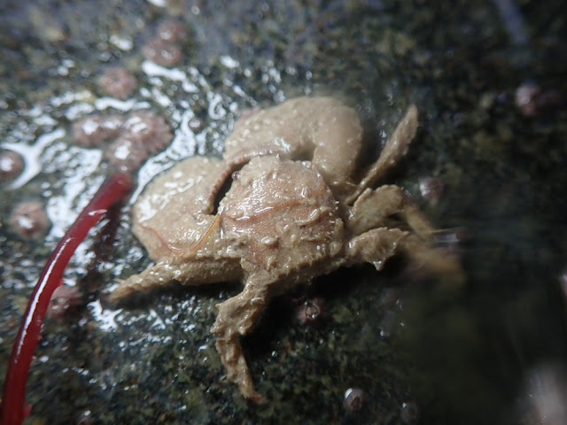 Porcellana platycheles Porcellana platycheles