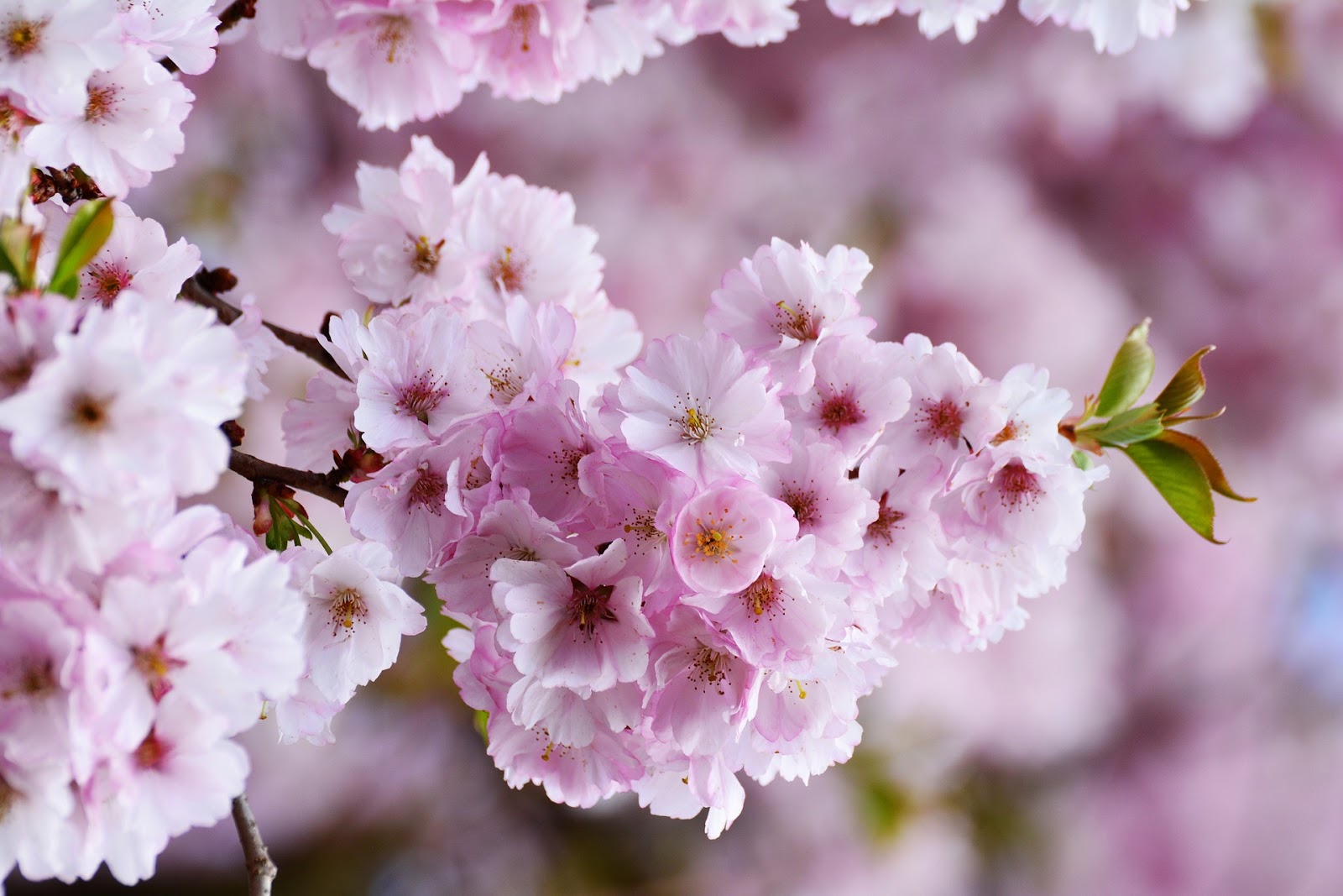 9 Jenis Gambar Bunga  Cantik Di Dunia Server Tanamania 