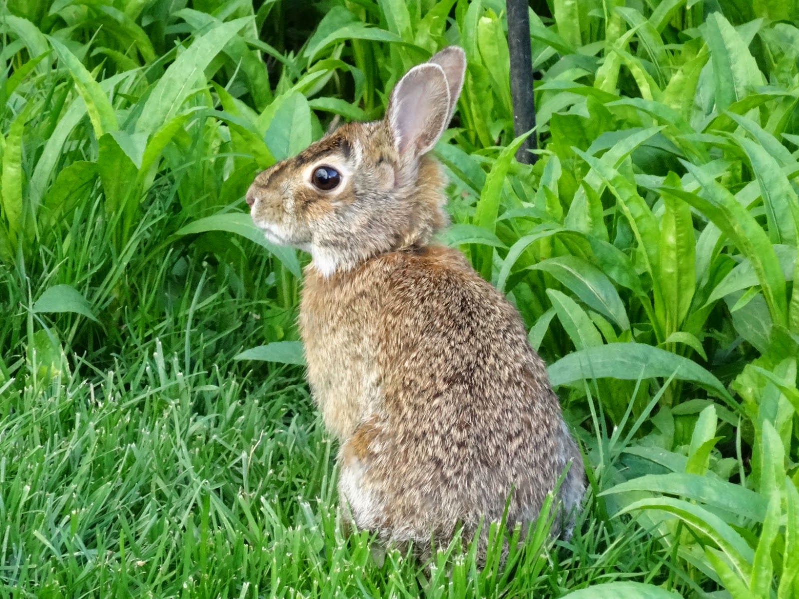 How To Attract Bunnies To Your Yard at Lauren Cowart blog