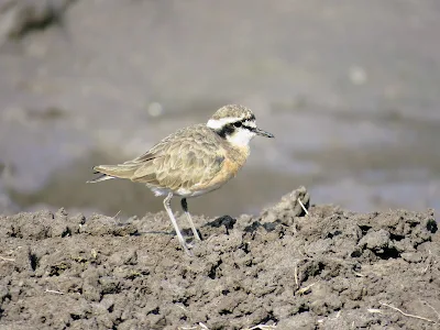 Uganda Birds Photos: Kittlitz Plover