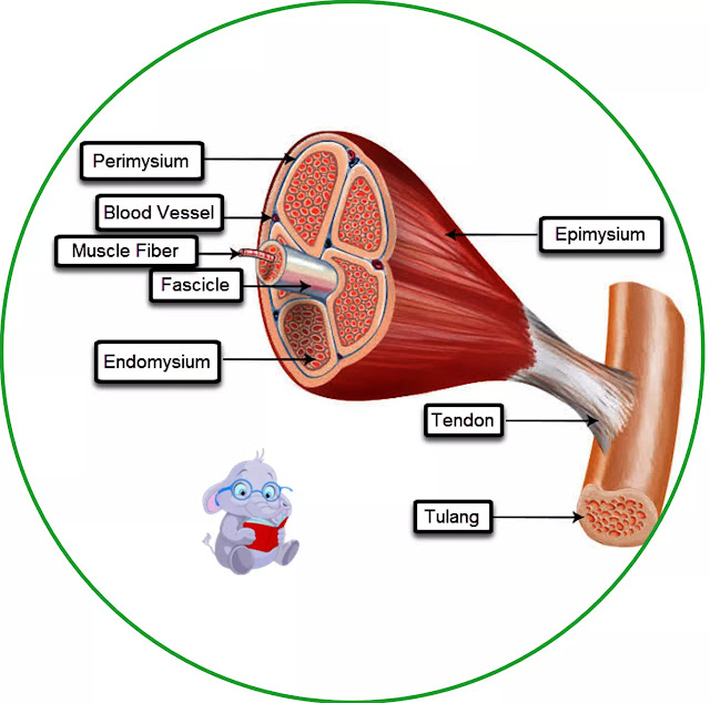 Jaringan ikat otot interstisial dibagi lagi menjadi epimysium (mengelilingi seluruh otot), perimysium (mengelilingi fasikula besar yang terbagi menjadi fasikula primer terdiri dari 10 hingga 100 serat), dan endomisium (mengelilingi serat otot individu). Endomisium mengandung kapiler, serat saraf, fibroblas, dan fibril kolagen. Jumlah yang lebih besar dari fibril kolagen dan pembuluh darah besar serta saraf berada dalam perimysium.