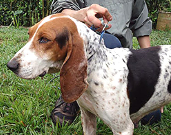 哥伦比亚菲诺猎犬，哥伦比亚菲诺猎犬，关于哥伦比亚菲诺猎犬，哥伦比亚菲诺猎犬的外貌，哥伦比亚菲诺猎犬的行为，哥伦比亚菲诺猎犬的颜色，哥伦比亚菲诺猎犬的特点，哥伦比亚菲诺猎犬的事实，哥伦比亚菲诺猎犬的饲养，哥伦比亚菲诺猎犬的历史，哥伦比亚菲诺猎犬起源，哥伦比亚菲诺猎犬的气质，哥伦比亚菲诺猎犬的寿命，哥伦比亚菲诺猎犬的用途，哥伦比亚菲诺猎犬作为宠物