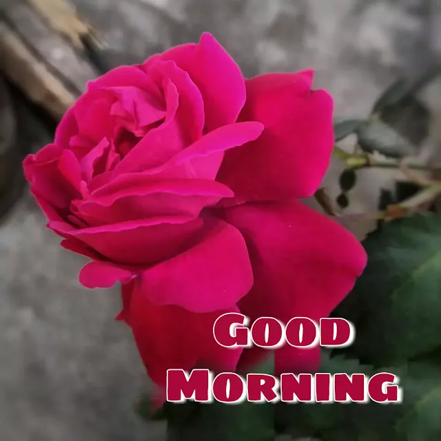 good morning flower picture