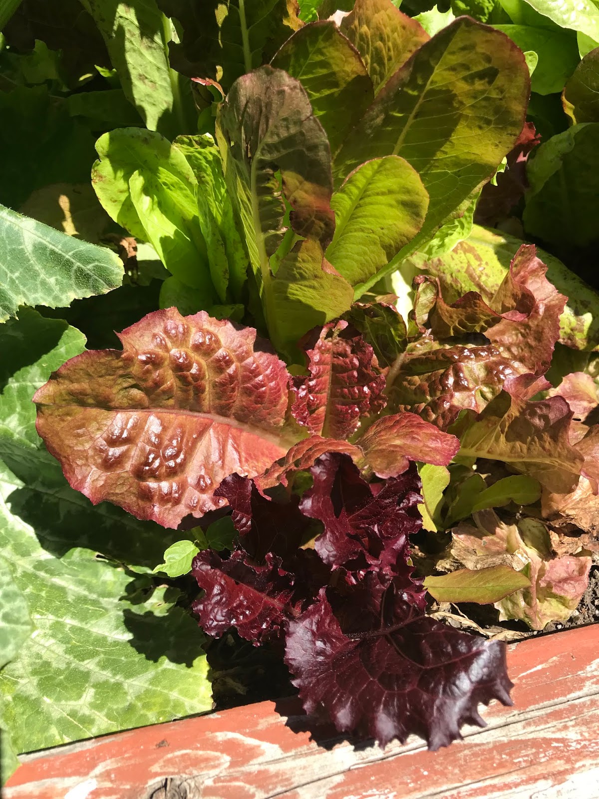 The Earliad Greens That Are Not Green