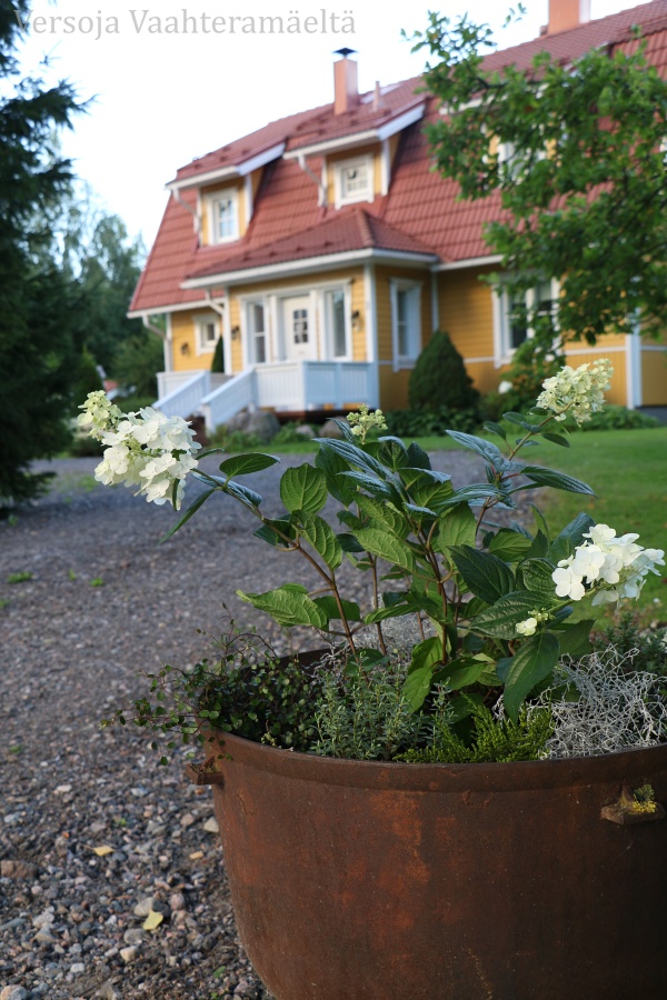 Syyskukat, Huiskula, Versoja Vaahteramaelta