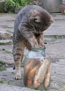 ყველამ ვიცით, როგორ უნდა ამ კატას თევზი