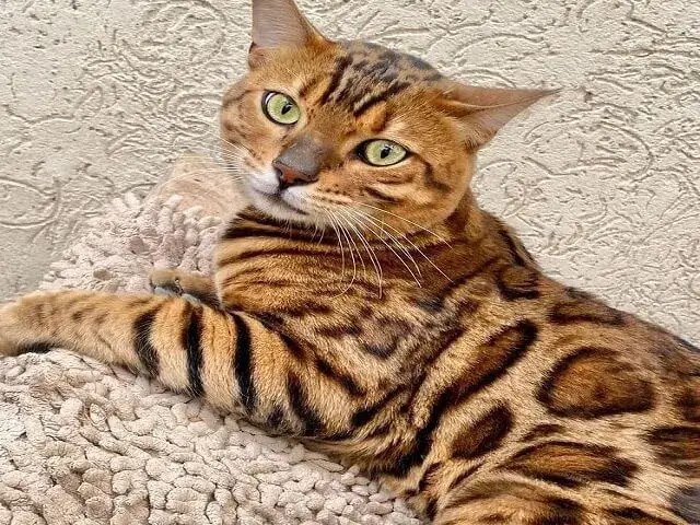 chat du bengal