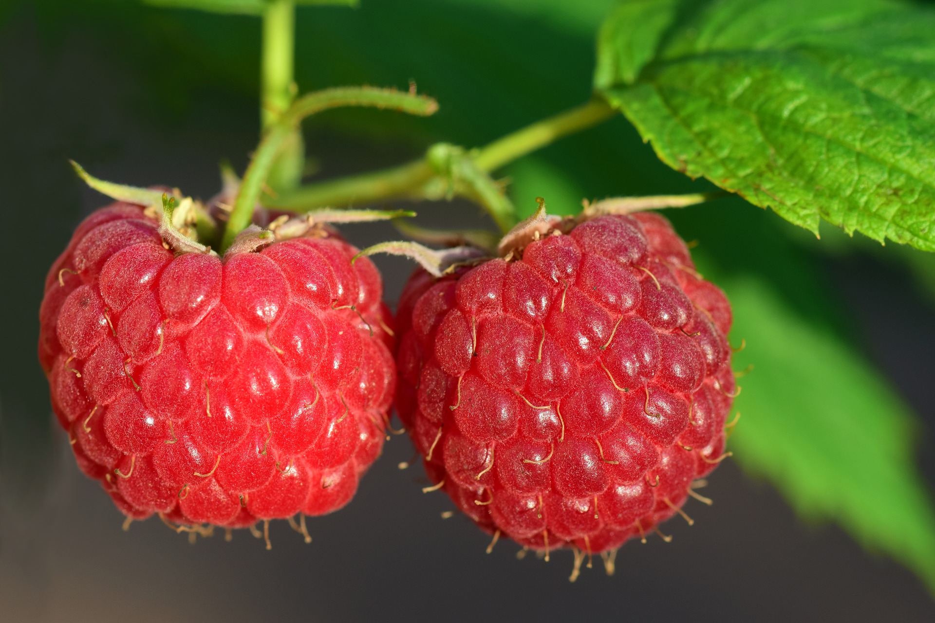 Raspberry Bushes