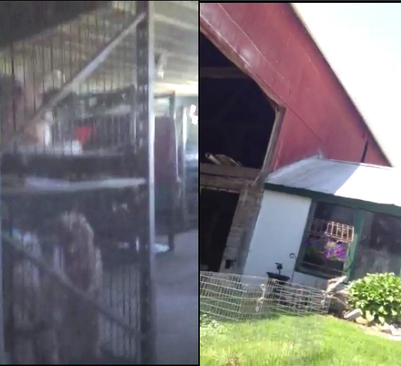 Puppy Mill Awareness Southeast Michigan Lapeer Animal Control Director