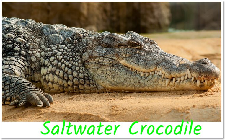Saltwater-Crocodile-Biggest-Animal
