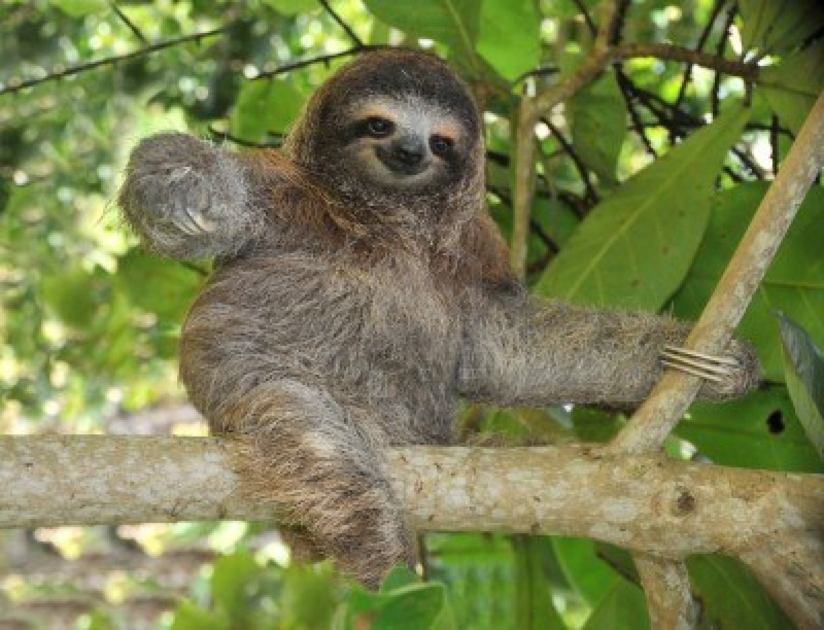 Endangered Earth: Pygmy Three-Toed Sloth