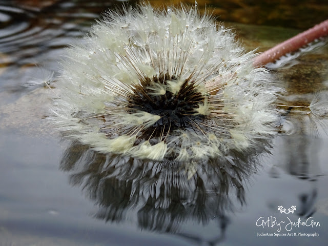 Dandelion Reflection