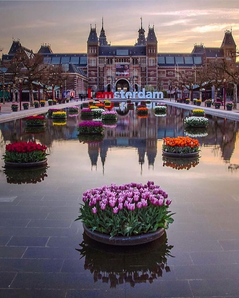 Tulip season in Amsterdam Picture Of The Day