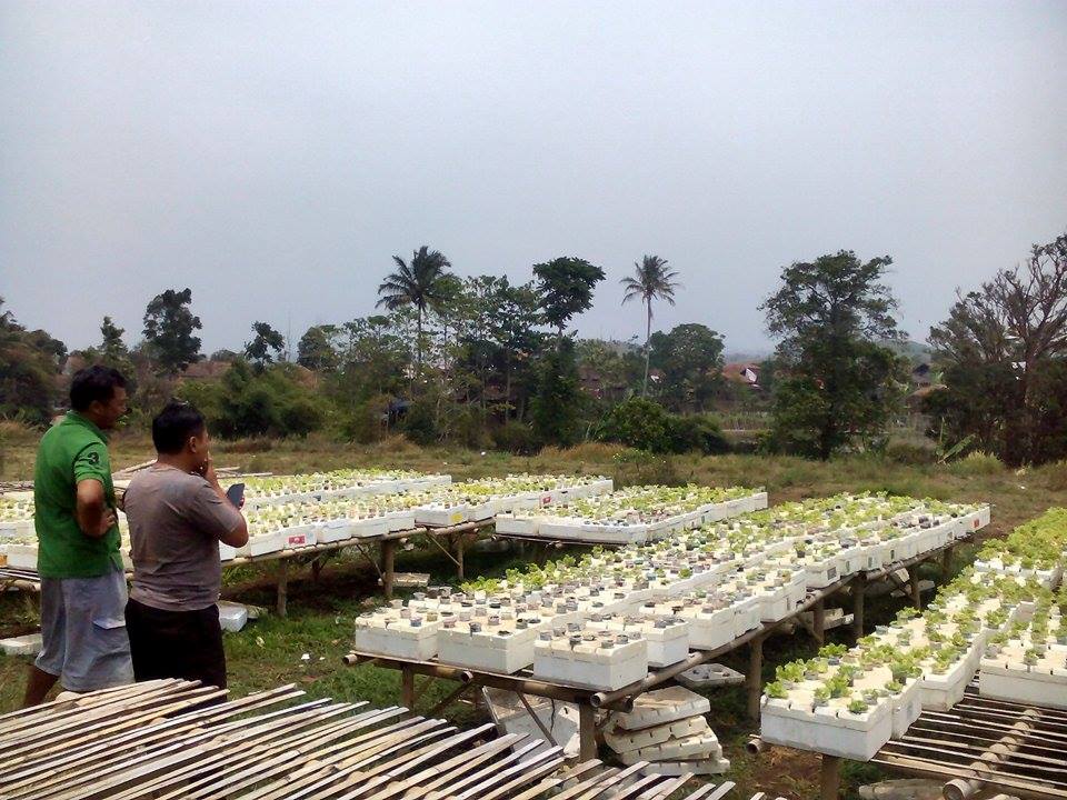 ANALISA TANAM SELADA