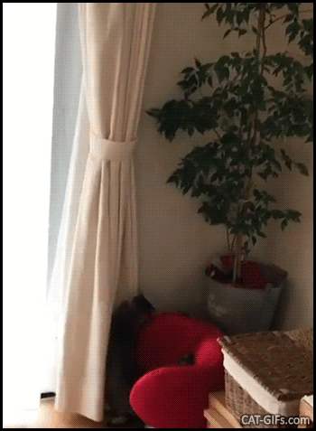 Funny Cat GIF • Spider Kitten climbing curtains a like Tarzan in the jungle, haha little monster Funny Cat GIF • Spider Kitten climbing curtains a like Tarzan in the jungle, haha little monster