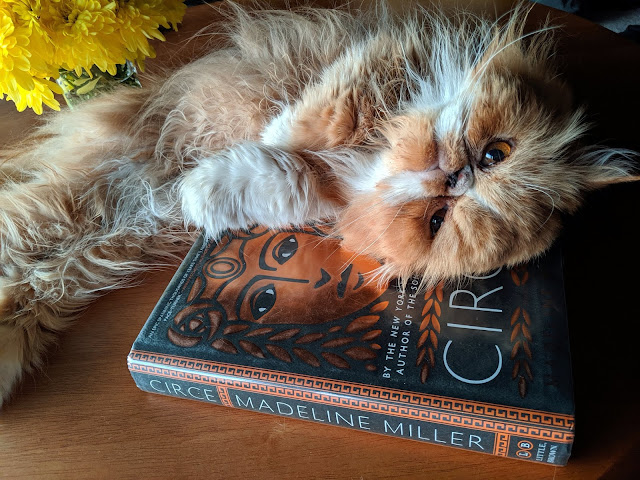 The Cat Overlord Book Club Circe By Madeline Miller