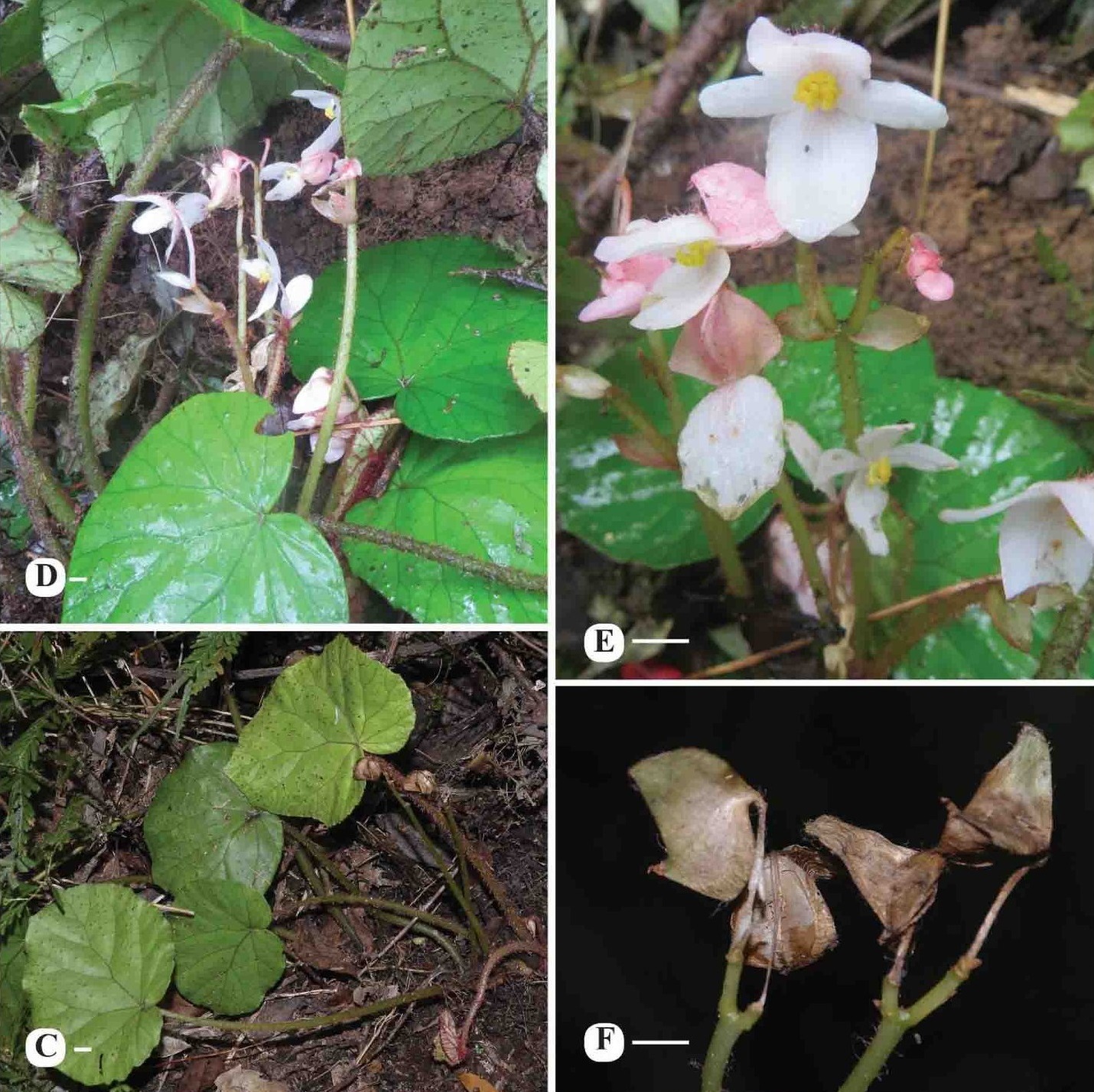 Species New to Science: [Botany • 2020] Begonia phouchomvoyensis  (Begoniaceae) • A New Species from Bolikhamxai, Lao PDR