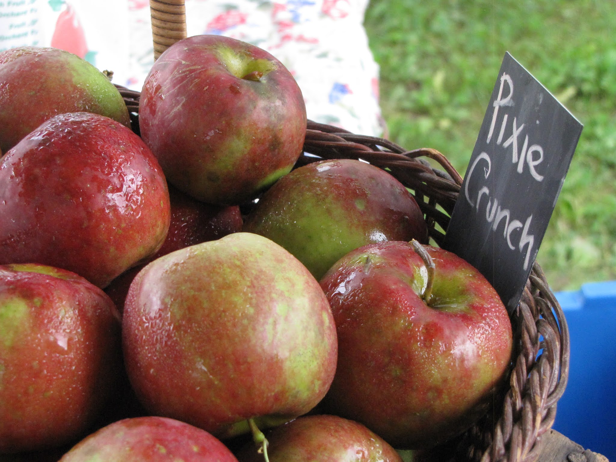 On Metzger Heritage Farm How Do You Like Them Apples?