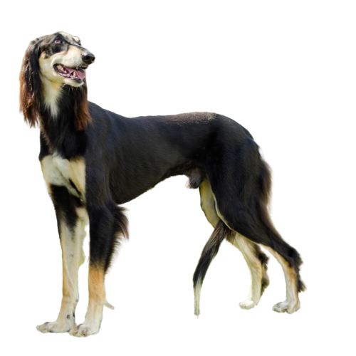 10 Most Majestic Dog Breeds