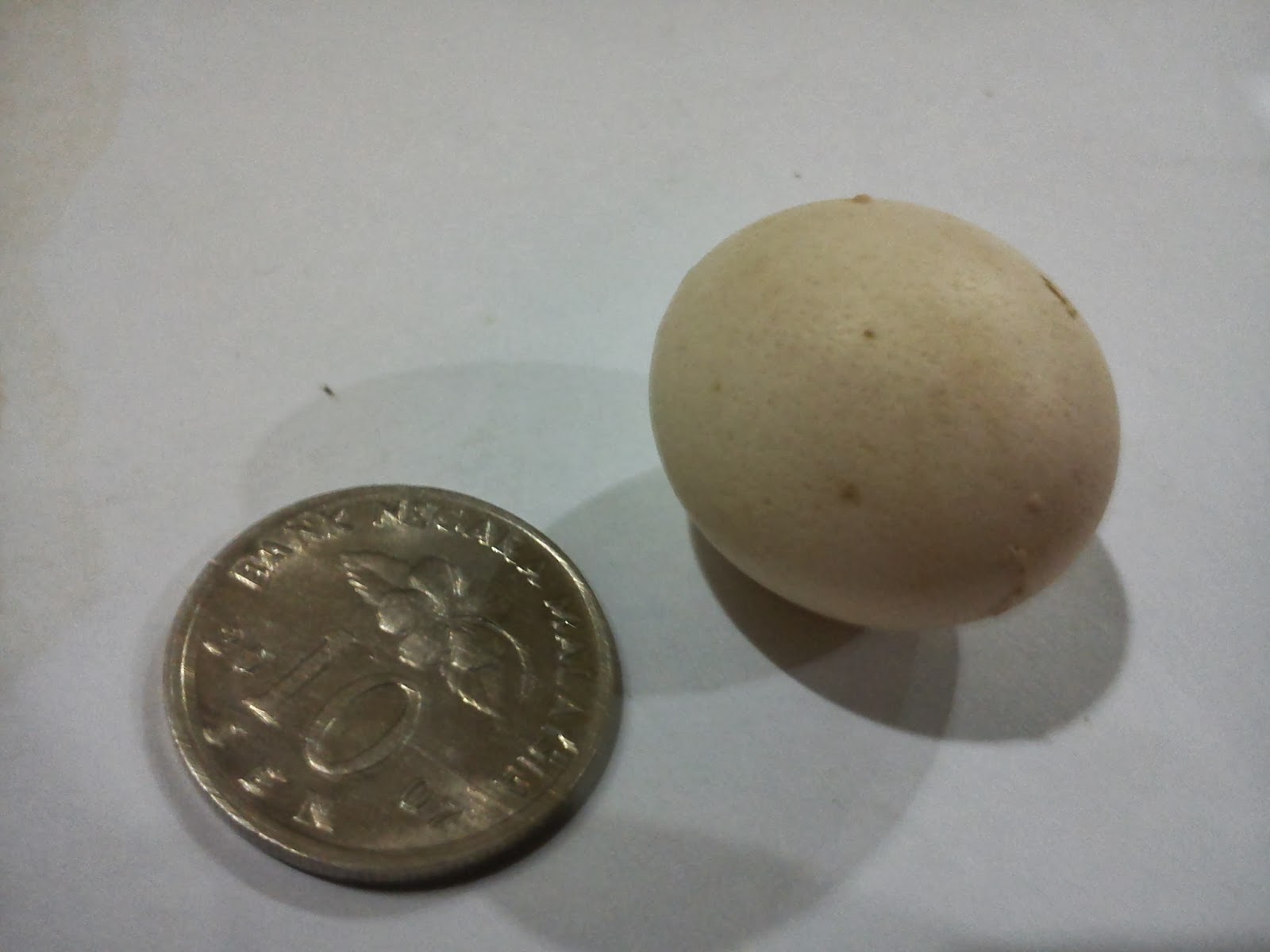 Pembiak Ayam Ratu LHK dan Malaysia Indio Gigante: Telur ayam jantan.