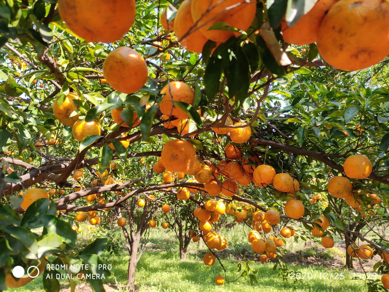 Order Nagpur Oranges Directly Form Farms at 12rs
