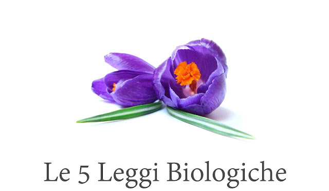 Fifth Biological Law: the Nature's quintessence