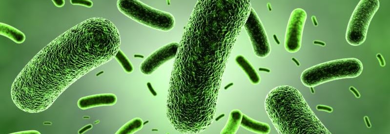 3 Fungsi Bakteri Baik di Dalam Tubuh Manusia