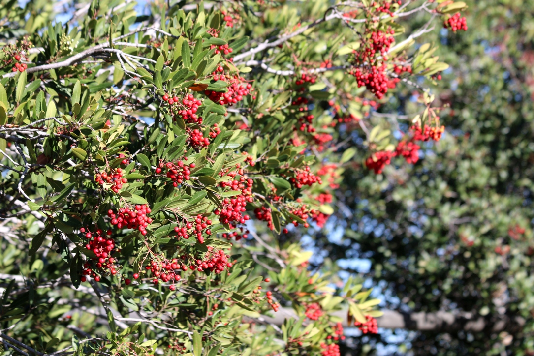 A photo, A thought............: Place: Native flora of Mission trails ...