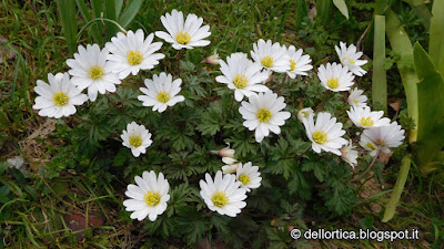 anemone della fattoria didattica dell ortica a Savigno Valsamoggia Bologna vicino a Zocca