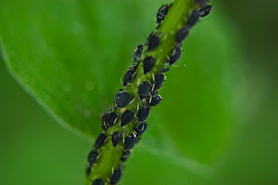 pucerons sur plante