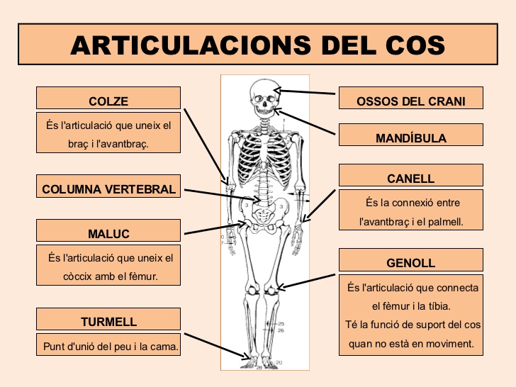 Educació Física Escola L'Olivera: Coneixem el nostre cos