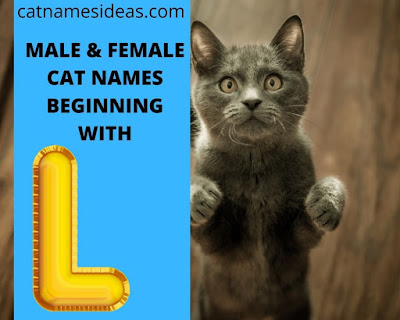Most Popular Male | Female Cat Names Beginning With L 2021