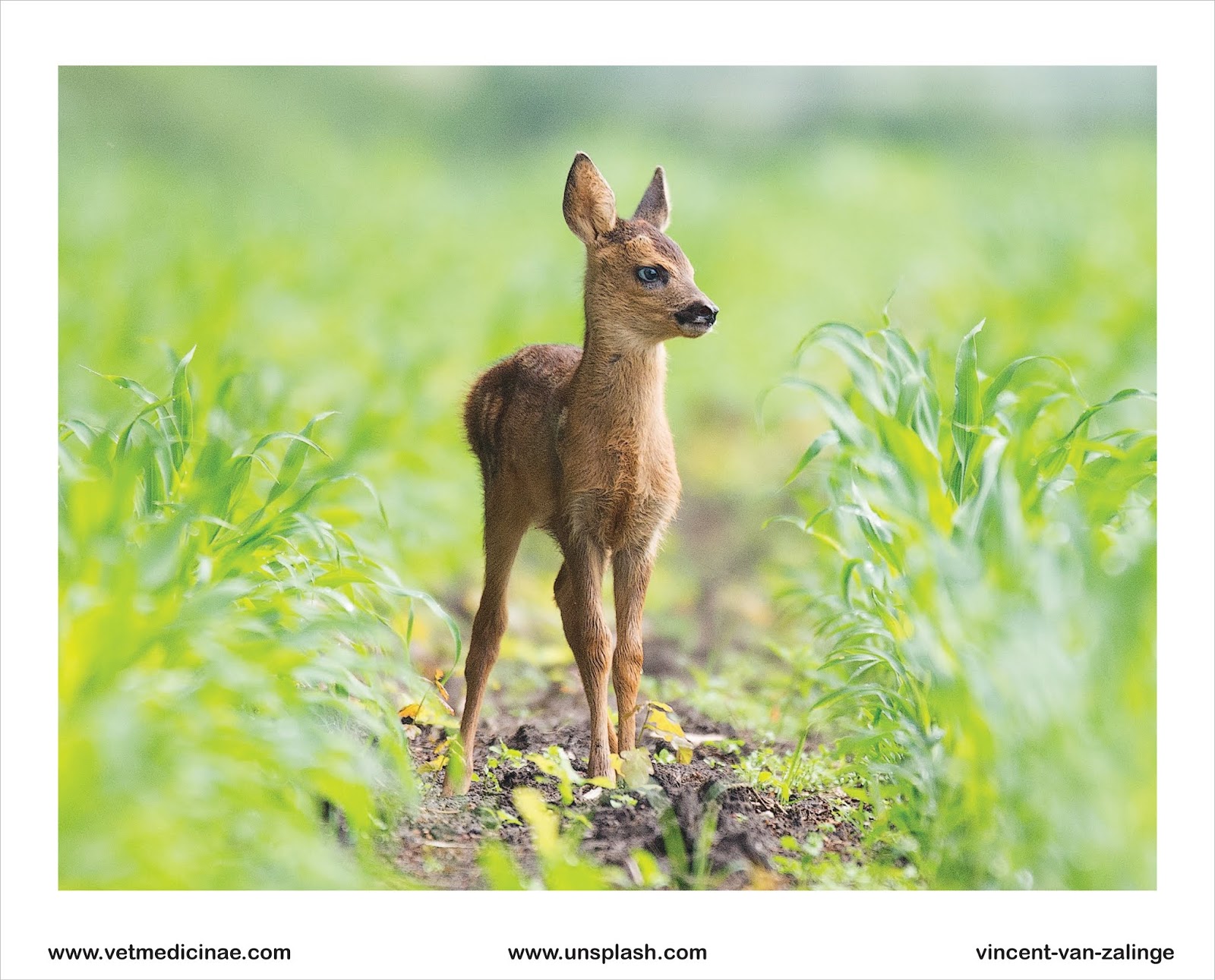 30 Contoh Hewan Pemakan Tumbuhan Herbivora Veterinarii Medicinae