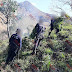 Destruye SSP aproximadamente 12 mil plantas de marihuana, en Tzitzio