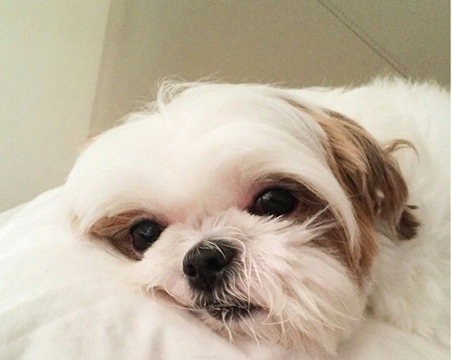 Vantagens e Desvantagens de ter um shih tzu