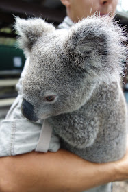 Australian reptile park koala eläintarha