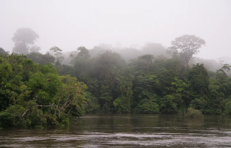 Sungai Coppename adalah salah satu dari banyak sungai di pedalaman.