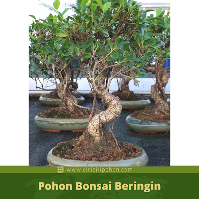 Ciri Ciri Pohon Bonsai Beringin