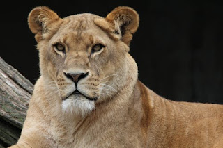 Lion Images Lion Images