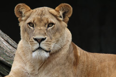 Lion Images Lion Images