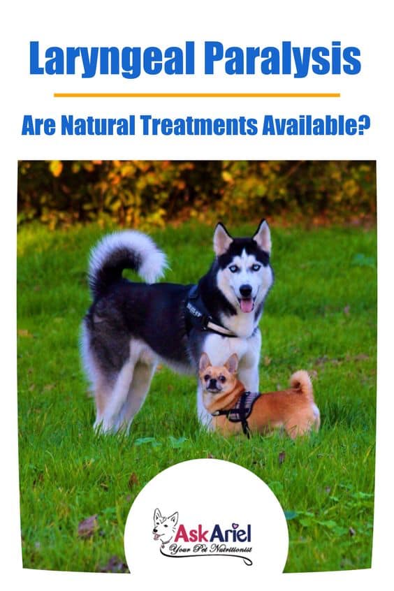 Natural Remedies For Laryngeal Paralysis In Dogs Holistic Vet and Pet