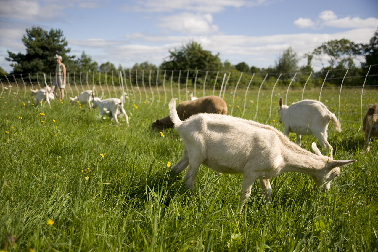 County Seat Supplies kennebec cheesery at koons farm sidney, maine