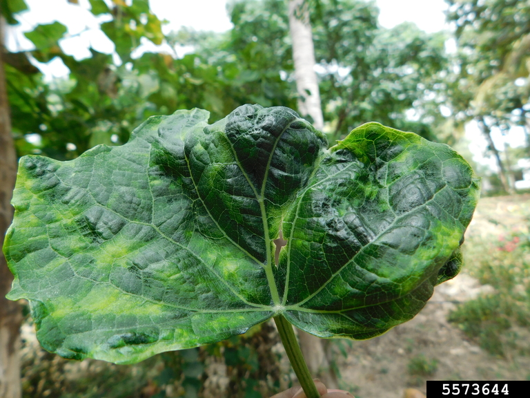 Exoten in Nederland Tomato Leaf Curl New Delhi virus