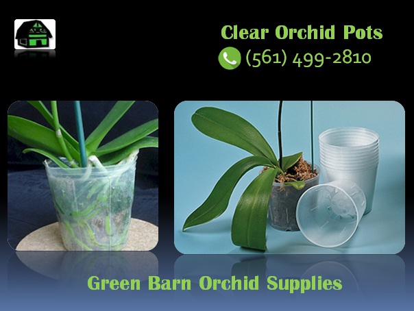 orchid supply near me