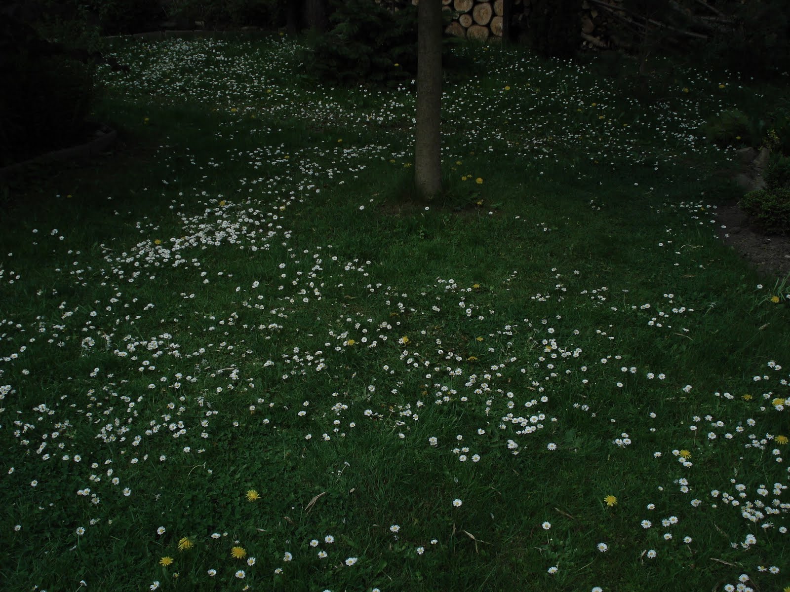Gänseblümchen - die LPG - der eigene Garten.