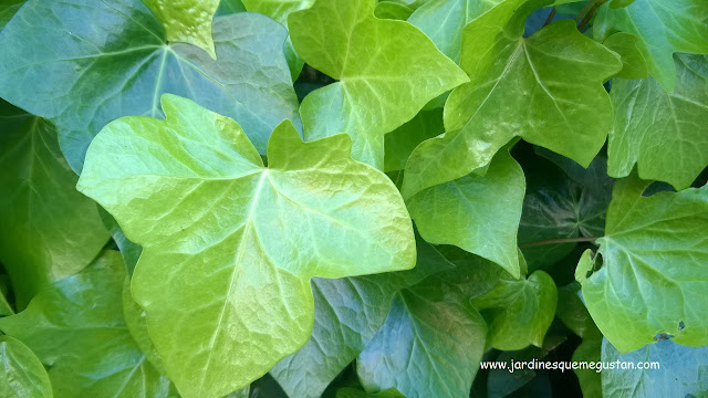 Hiedra (Hedera helix)