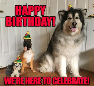50+ Funny Dog Birthday Gif of 2022 - Happy Birthday Doggo | The ...